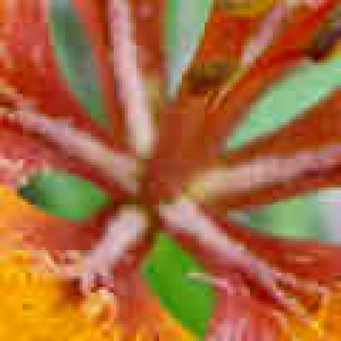 zoomed-in view of flower with moderate JPEG compression