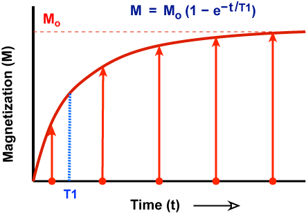 exponentially increasing net magnetization curve